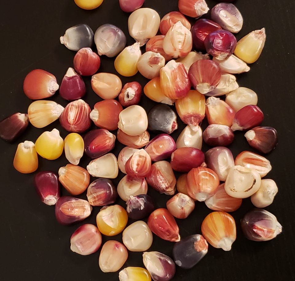 Rainbow Indian Corn