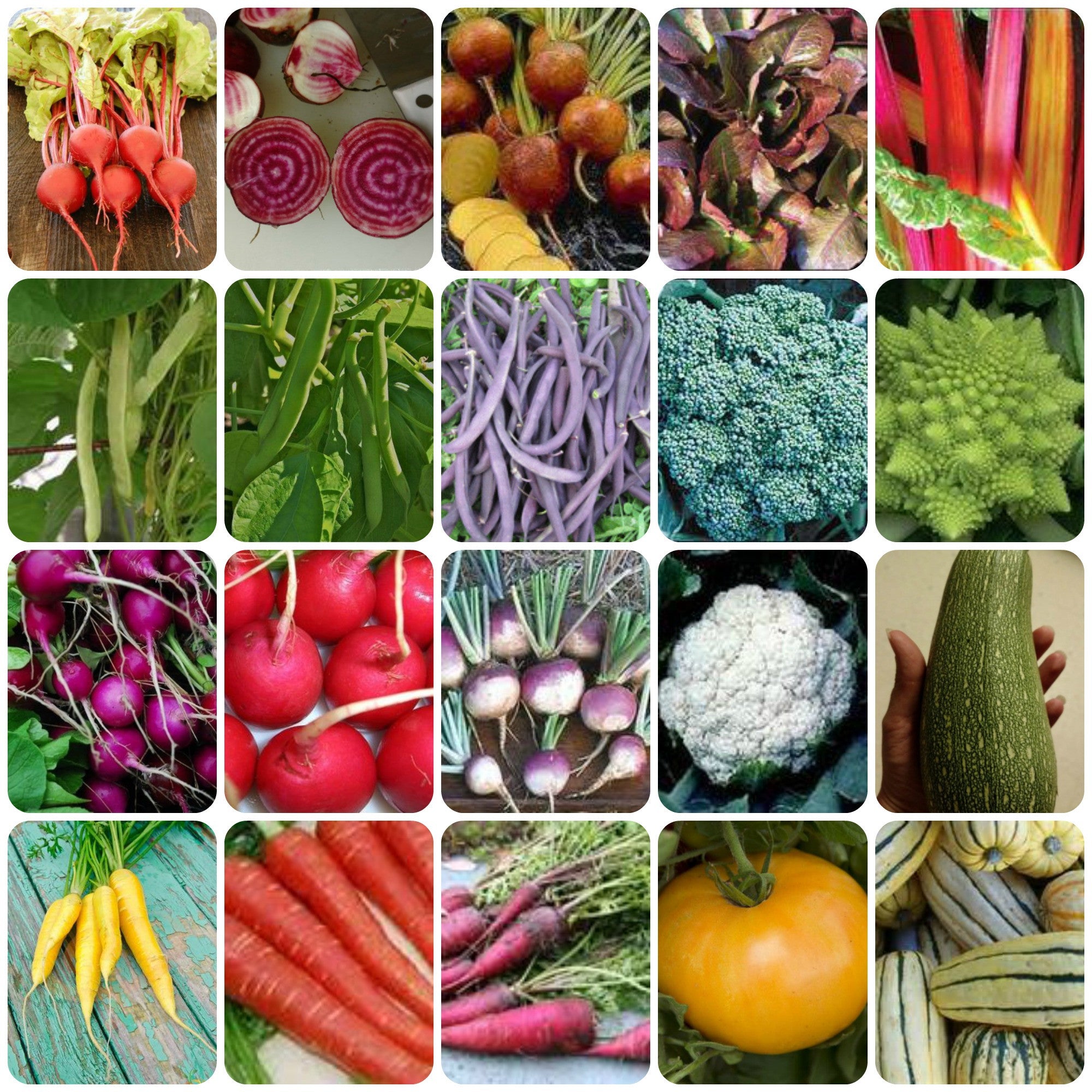 rainbow garden seeds Rainbow Garden Seed Combo Pack