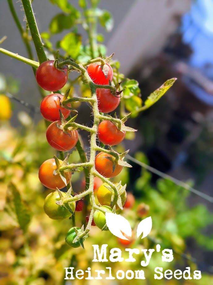 cherry tomato plants from seeds Red Cherry Tomato – Mary's Heirloom Seeds