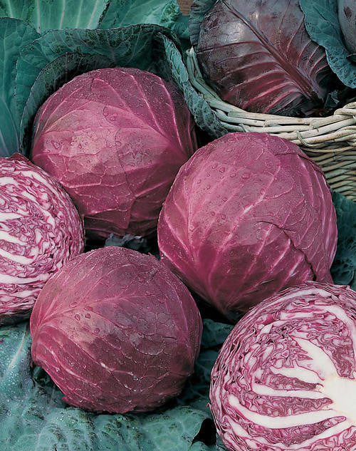 Red Acre Cabbage – Mary's Heirloom Seeds