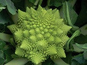Romanesco Italia Broccoli BULK