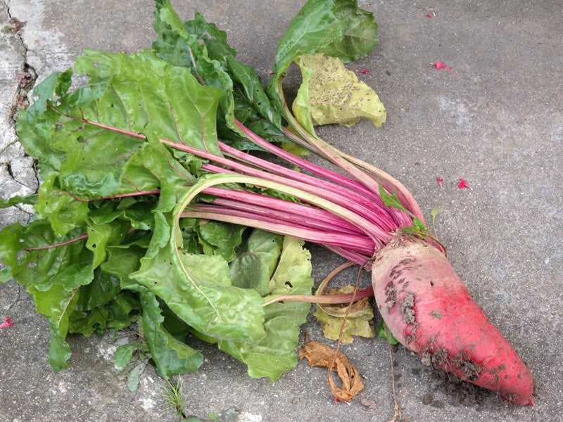 Red Mammoth Mangel Beet