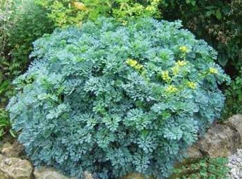 planting rue seeds Rue