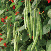 Scarlet Runner Bean