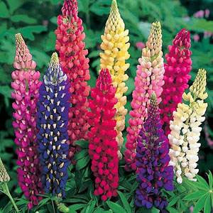 Lupine, Russell Mix