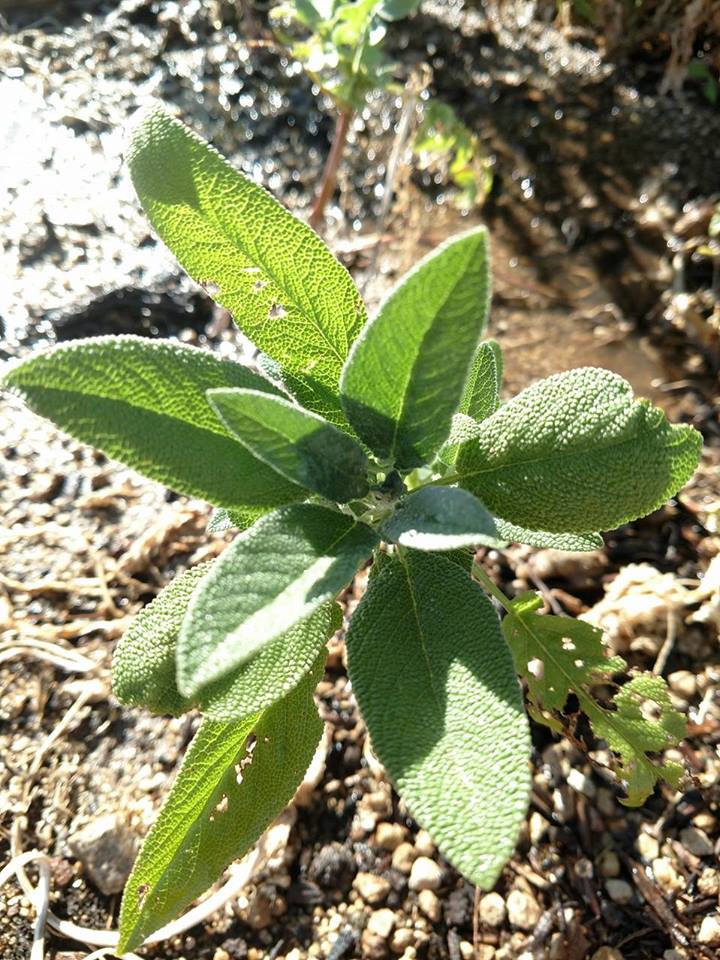 Sage