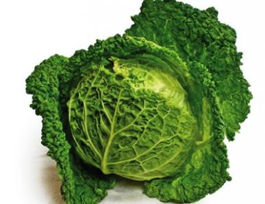 Savoy Cabbage, Perfection Drumhead