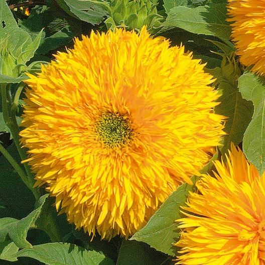 Tall Teddy Bear Sunflower