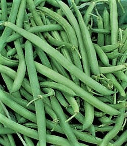 Slenderette Bush Beans