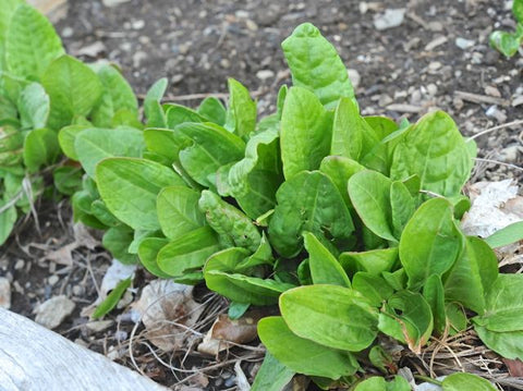 GREEN De BELLEVILLE SORREL