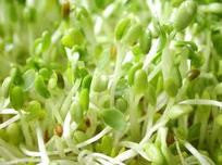 Alfalfa Sprouting Seeds – Mary's Heirloom Seeds