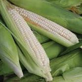 Stowell's Evergreen Sweet Corn