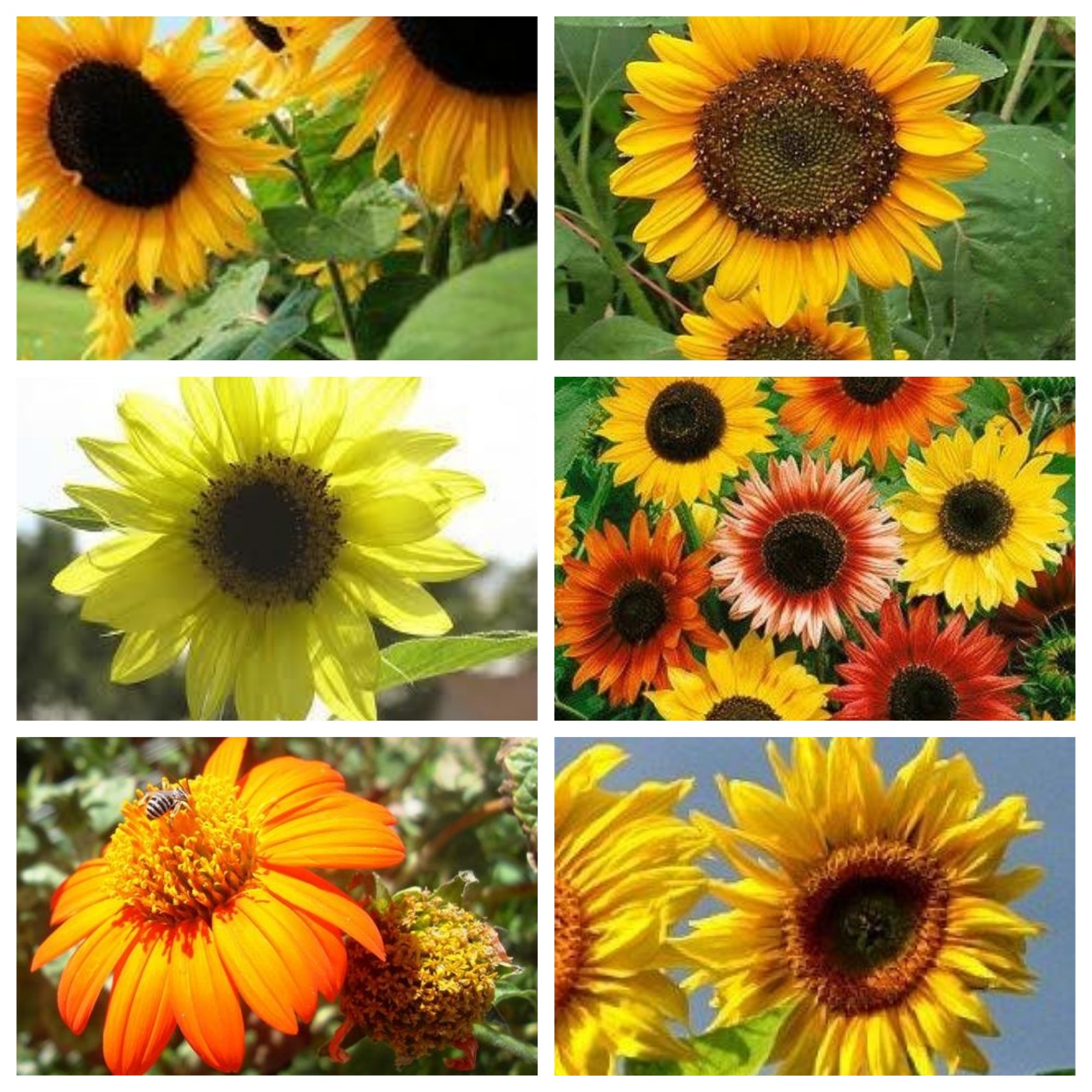 types of sunflower seeds for planting Sunflower Seeds Combo Pack – Mary's Heirloom Seeds