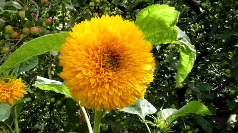 Sunflower, Dwarf Sungold