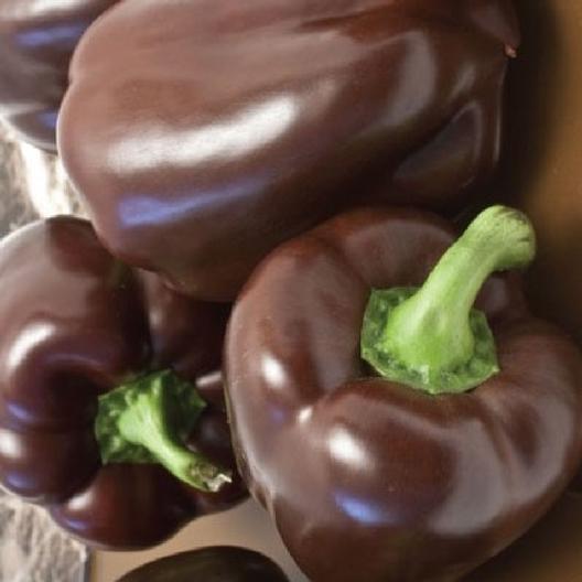 Chocolate Beauty Pepper