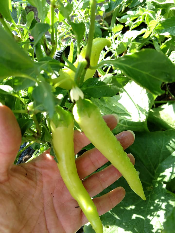 Sweet Banana Pepper – Mary's Heirloom Seeds