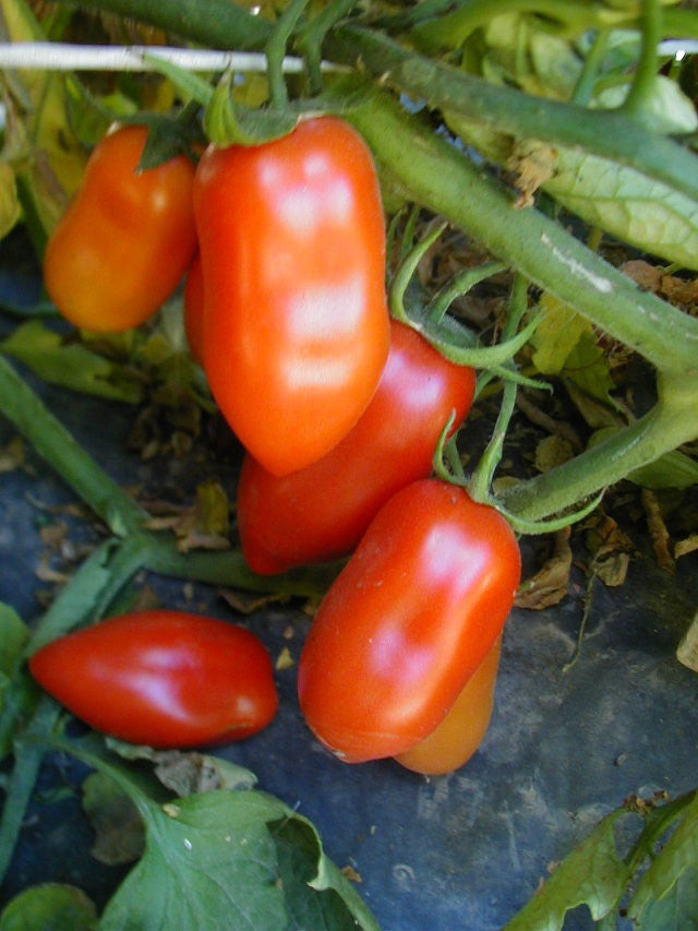 San Marzano Paste Tomato