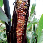 Seneca Red Stalker Corn