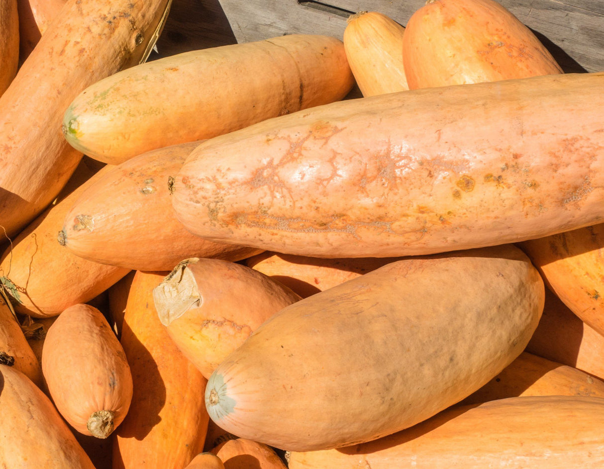 Jumbo Pink Banana Squash