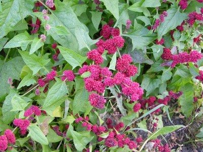 Strawberry Spinach – Mary's Heirloom Seeds