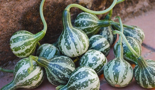 Tennessee Dancing Gourd