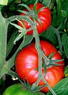 Thessaloniki Tomato