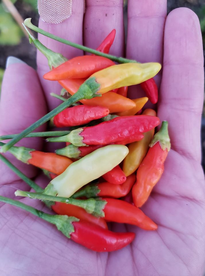 Tabasco Pepper
