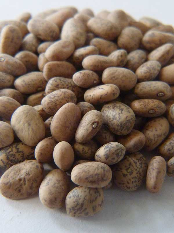 thumbnail image 2 of Organic Vegetable Seeds - Adaptive Seeds 2 of 11