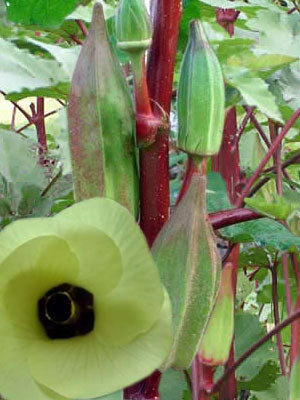 Texas Hill Country Red Okra