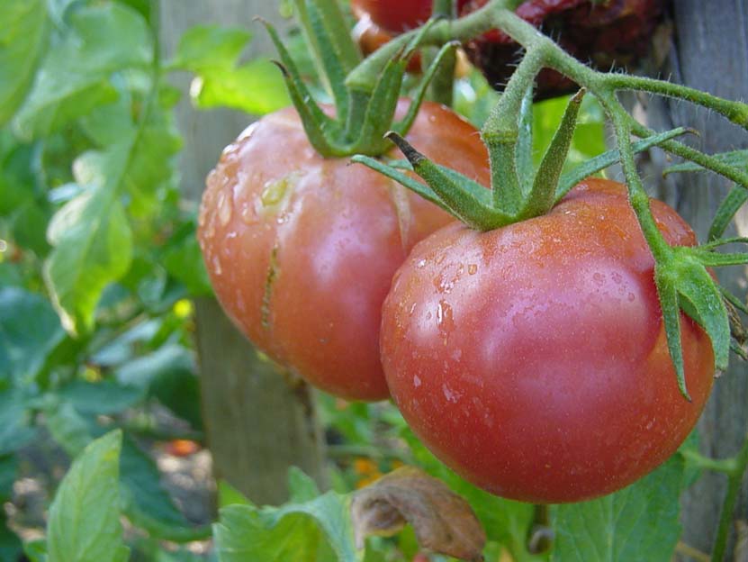 rose de berne tomato seeds Rose de Berne Tomato