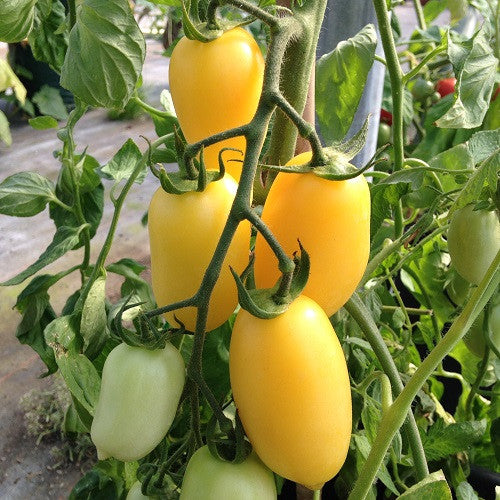 tomato seeds plant Cream Sausage Tomato – Mary's Heirloom Seeds