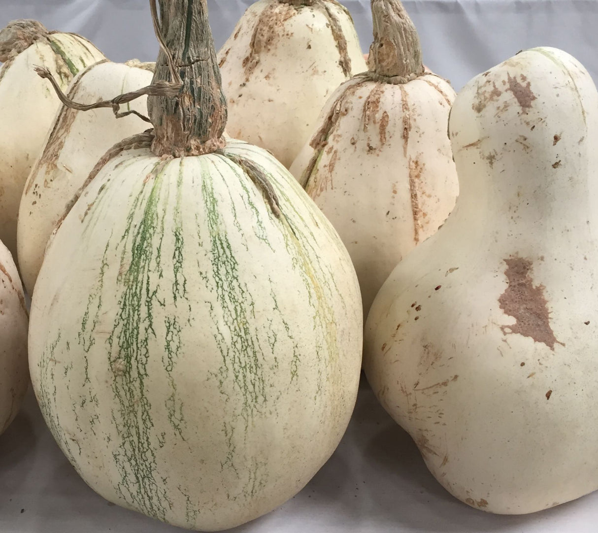 Tennessee Sweet Potato Squash