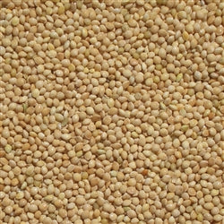 White Proso Millet Sprouting Seeds