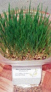 Wheatgrass Kit 1