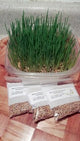 Wheatgrass Kit 3