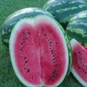 crimson sweet watermelon plant Crimson Sweet Watermelon