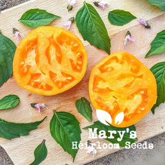 Yellow Brandywine Tomato