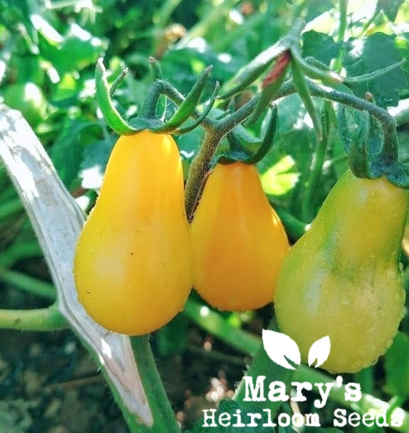 Yellow Pear Tomato – Mary's Heirloom Seeds