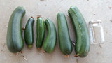Black Beauty Zucchini