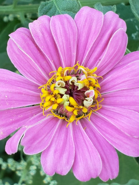 Zinnia Mix