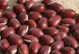 Adzuki Bean Sprouting Seeds