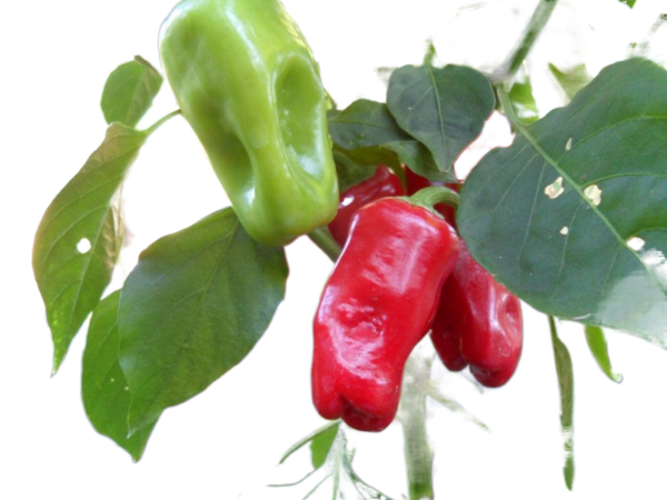 aleppo pepper seeds for planting Aleppo Pepper – Mary's Heirloom Seeds