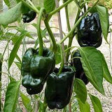 Ancho Poblano Pepper