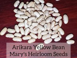 Arikara Yellow Bean