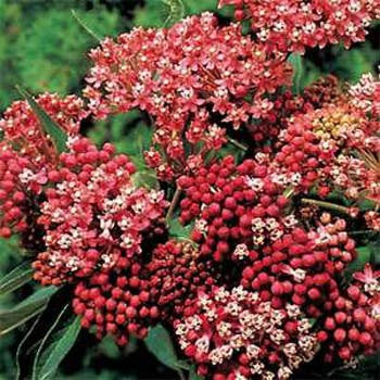 Butterfly Weed, Carmine-Rose