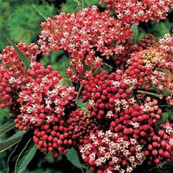 rose milkweed seeds Butterfly Weed, Carmine-Rose