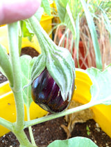 Aswad Eggplant