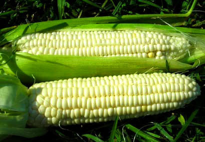 Aunt Mary's Sweet Corn