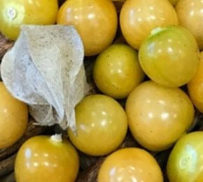チェリーのママ Aunt Molly's Ground Cherry – Mary's Heirloom Seeds