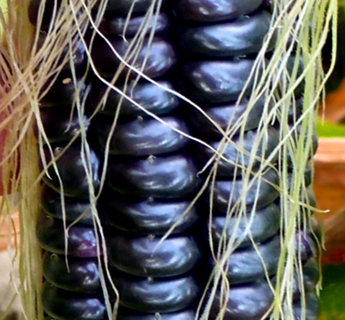 Black Aztec Corn